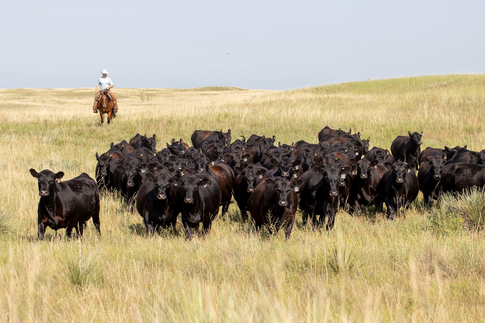 Beef Improvement Federation